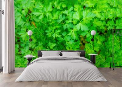 parsley texture background. the concept of healthy eating diet, organic spice farming. banner Wall mural