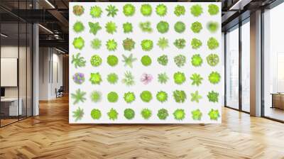 Vector set. Trees top view. Different plants and trees vector set for architectural or landscape design. (View from above) Nature green spaces. Wall mural