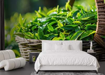 Freshly picked tea leaves in a wicker basket with lush green foliage in the background Wall mural