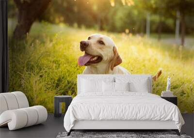 golden retriever in park Wall mural