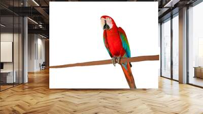 Harlequin macaw, beautiful green blue and red hybrid parrot with excellent bright colorful feathers from head to tail isolated on white background. High quality photo Wall mural