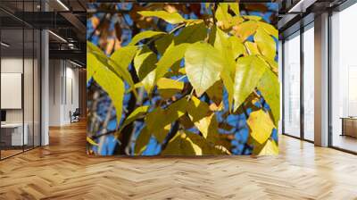 Pennsylvania ash, leaves close-up. Autumn background picture. Wall mural