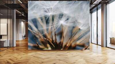 macro photo of white dandelion fluffs Wall mural