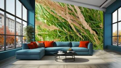 rice field Wall mural