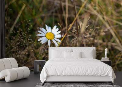 One Daisy on a background of withered grass. Wall mural