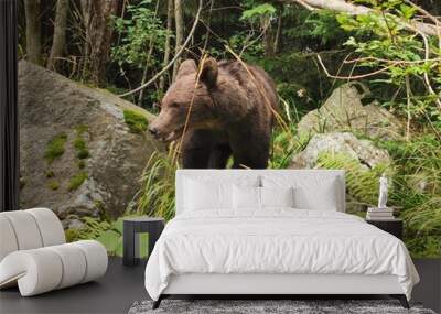 brown bear in the forest Wall mural