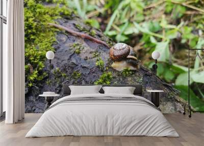 Snail or cochlea and earthworm gliding on wet wooden texture with moss. Macro closeup blurred background. Garden snail with dark shell. Wall mural