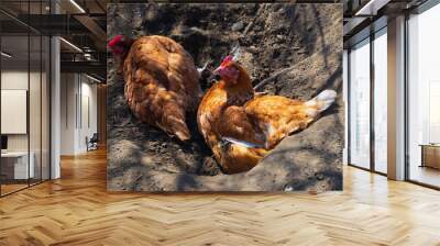 two red domestic hen chickens taking dirt bath, poultry resting Wall mural