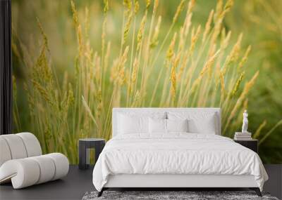 green grass background Wall mural