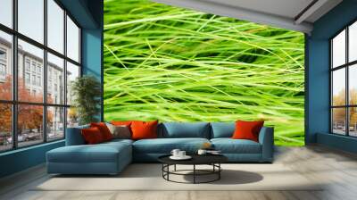 green grass background Wall mural