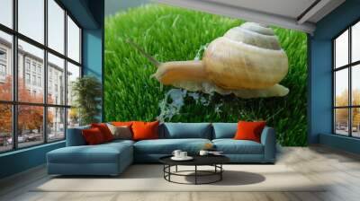 snail on green grass Wall mural