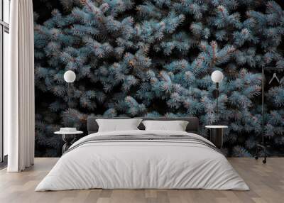 spruce branches spruce blue. screen saver on the phone. a high resolution. bokeh layout bright pictu Wall mural