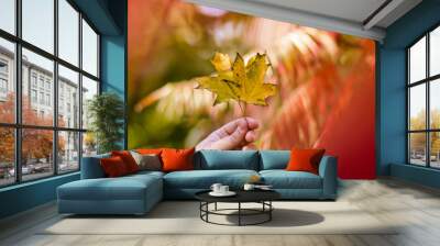 Maple leaves in a man's hand Wall mural