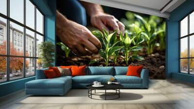 Close up hands of young farmer examining young corn maize crop plant in cultivated agricultural field, Generative AI Wall mural