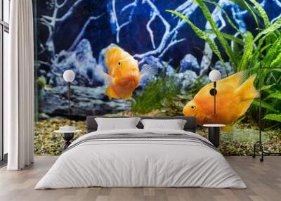 Orange parrot fish in the aquarium. Red Parrot Cichlid. Aquarium fish Wall mural