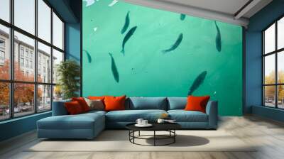 Fish swimming underwater. Overhead view of fishies in the pond. Greenish blue water Wall mural