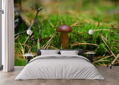 Boletus edulis in the autumn forest macro Wall mural