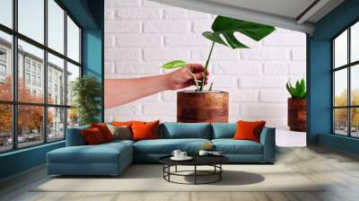 Woman gardener planting monstera albo houseplant in pot, home interior. Female hands holding monstera albo plant in flower pot for planting preparation, white brick wall background Wall mural