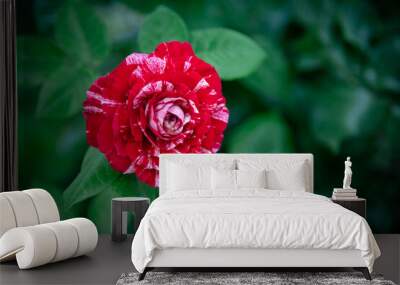 A rose blooming in the garden. Wall mural