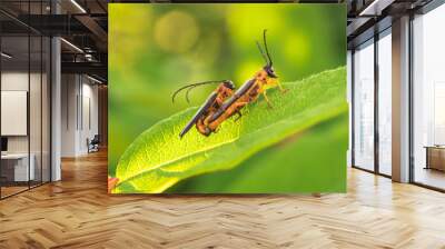 two beetles mate on a green leaf. Wall mural