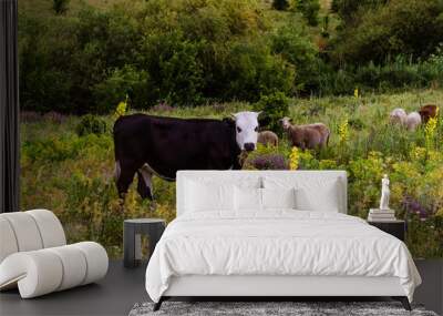 cow on a meadow Wall mural