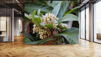 View of loquat (Eriobotrya japonica) flowers. The loquat is a large evergreen shrub or tree, grown commercially for its yellow fruit, and also cultivated as an ornamental plant. Wall mural