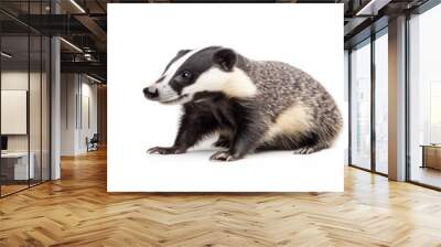 badger isolated on white background Wall mural