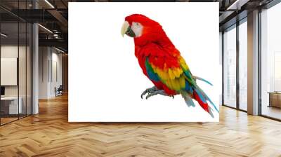 Macaw parrot isolated on white background Wall mural