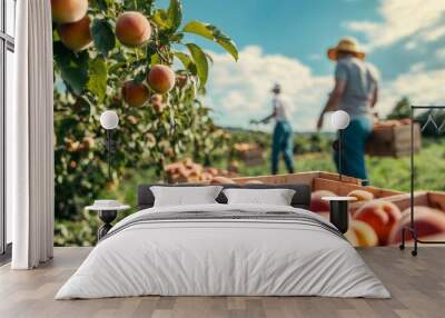 peaches harvesting agriculture growing crop Wall mural