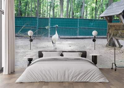 Chapla Siwa Gray heron walks around the yard Wall mural