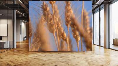 background field of ripe yellow golden spikelet of wheat with a mustache, spikelets gradient texture, agricultural field of Ukraine, gold, close-up symmetrical photo, flour Wall mural