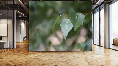 green birch leaves close-up, birch branches, bright bokeh, blurred abstract background against the sky	
 Wall mural