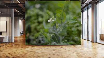 green young peas, pea leaves, white flowers of the legume family, after rain close-up on the background of black earth, Ukrainian land, autumn harvest, green pea mustache, organic, microgreen Wall mural