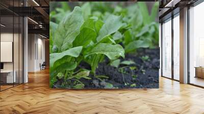 Spinach bushes growing in vegetable garden, Green spinach leaves in the background, picture of green sorrel leaves growing in vegetable garden, organic spinach leaves Wall mural