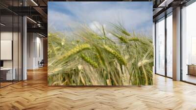 wheat field in the summer Wall mural