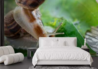 Wild snail, green leaf, water Wall mural