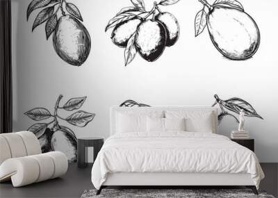 Set of mangoes vector illustrations - hand drawn mangoes - black and white mangoes isolated on white background Wall mural