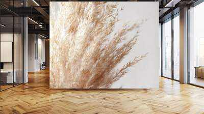 pampas grass branch on white background. natural background. minimal, stylish concept. new trendy home decor. selective focus Wall mural