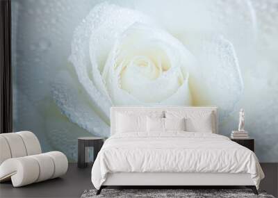 White rose macro photography with water drops on petals. Wall mural