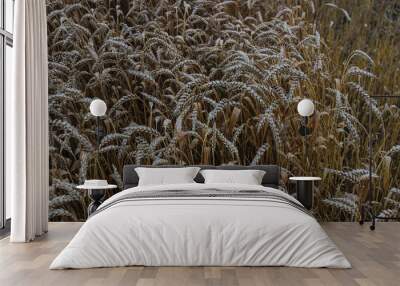 Wheat field swaying gently in the wind at dawn, showcasing the golden grains ready for harvest Wall mural