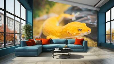 Orange lizard in desert Wall mural