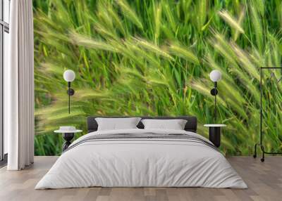 green grass background wheat spikelets Wall mural