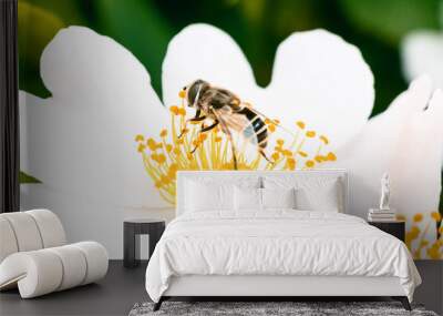 bee on flower Wall mural