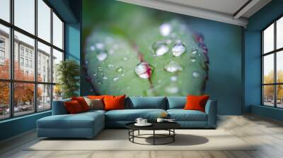 Raindrops on leaf Wall mural