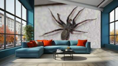 spider Wall mural