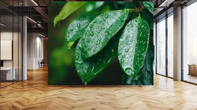 An up-close macro shot of water drops on a green leaf Wall mural