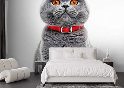 British shorthair kitten closeup, isolated on transparent background, funny Wall mural