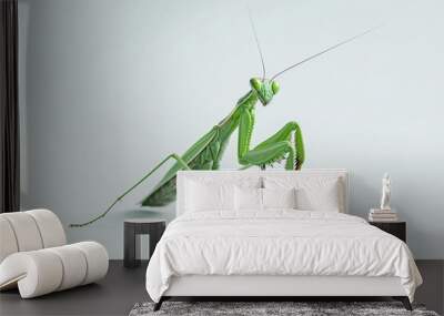 Isolated praying mantis on transparent background - Stock Photo Wall mural