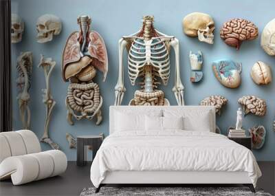 Modern illustration of human anatomy body parts. Wall mural