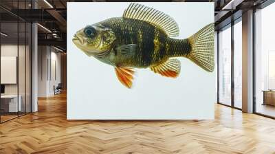 Perch swimming in a river, its yellow-green color beautifully contrasts with the underwater vegetation surrounding it Wall mural